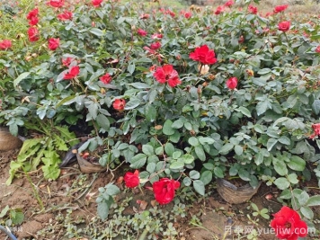 連續(xù)雨天如何給盆栽月季施肥？