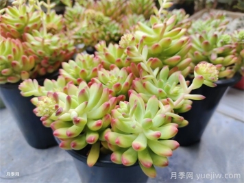 冬季多肉植物該如何養(yǎng)護管理？