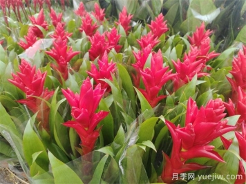 鴻運(yùn)當(dāng)頭的養(yǎng)護(hù)技巧