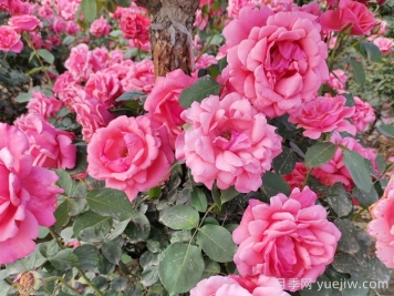 月季花開艷滿城，淮安匠心打響市花月季品牌