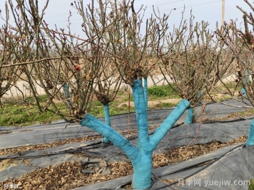 冬季為什么不建議園林施工？有哪些品種可以種植？