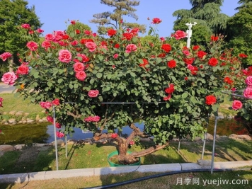 什么是古樹名木？