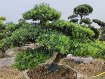 園林工程中針葉樹的應(yīng)用價(jià)值和品種推薦