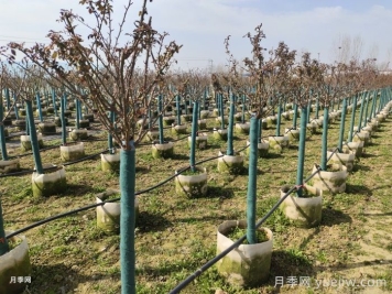冬天月季發(fā)芽了怎么辦？