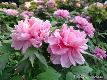 牡丹的九大分類及其特點(diǎn)