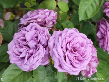 春天如何選購好花卉？選購春季花卉技巧有哪些？