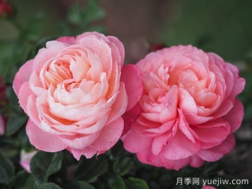 彩筆浪漫月季/大衛(wèi)霍克尼月季