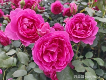6種復(fù)花能力強的藤本月季，爬藤開花機器