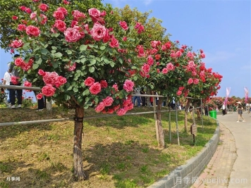 苗木栽植過(guò)深的原因、影響及解決思路