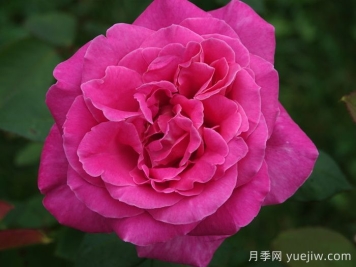 月季推薦，淑女月季