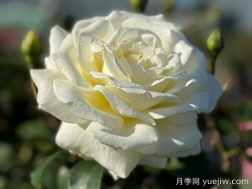 月季推薦，銀婚慶典月季