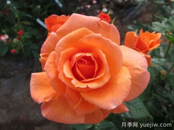 英國(guó)皇家園藝學(xué)會(huì)(RHS ROTY)年度月季品種介紹