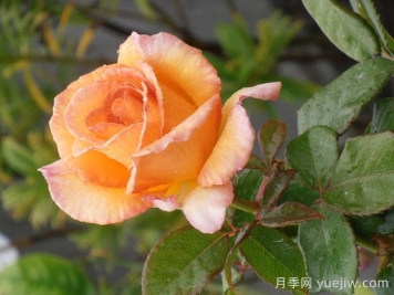 尼爾森女孩月季/納爾遜女孩