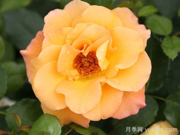 奧索易小姐月季