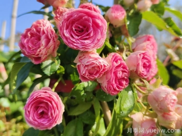 花友決定淘汰4個月季品種，養(yǎng)花路上你放棄什么？