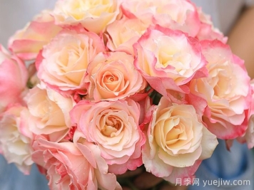 月季推薦，六翼天使月季