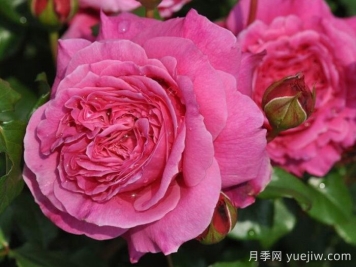 月季推薦，神仆天使阿比迪月季?