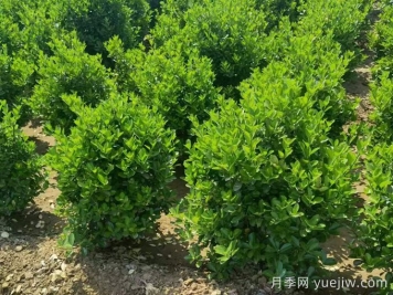 四種常綠籬在園林景觀營造中的應(yīng)用和配置