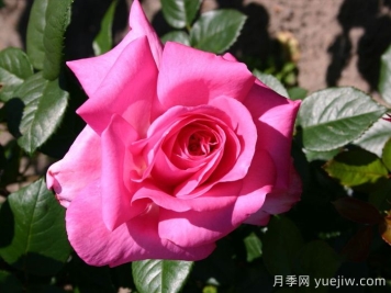 淑女月季/愛奧尼亞