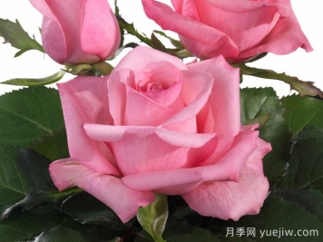 迷人的朱比莉月季/歡樂慶典月季