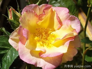 香味花園