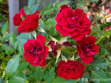 無條件的愛月季