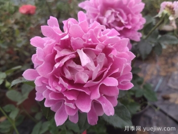 夢(mèng)幻褶邊月季/夢(mèng)幻波浪