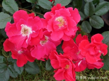 丘頓月季