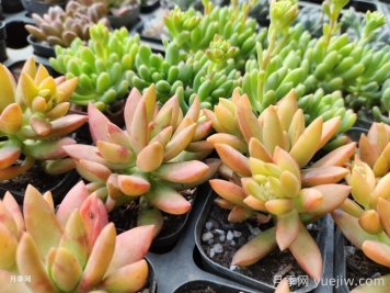 如何才能養(yǎng)好多肉植物？