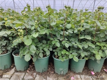 冬天月季的花苞要剪掉嗎？