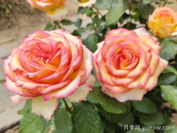 匯總558種常見園林植物，趕快收藏