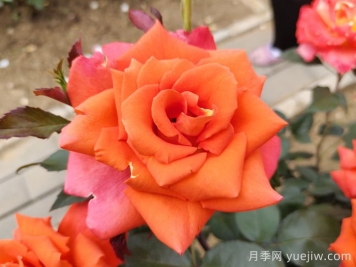 玫瑰，浪漫之花