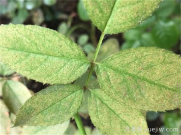園林植物常見(jiàn)9大類(lèi)病蟲(chóng)害防控技術(shù)措施