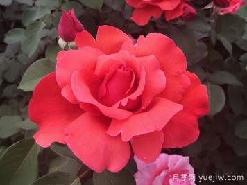 中國十大名花有哪些？