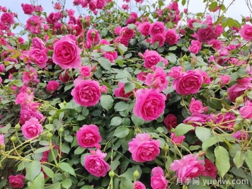 北方花園城市建設常用植物