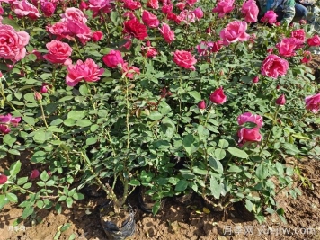 月季花栽種時間和方法