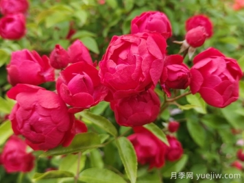 紅木香，是月季還是木香