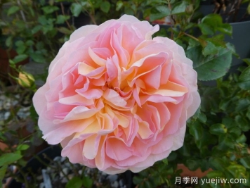 阿梅麗諾冬月季/愛蜜莉諾冬