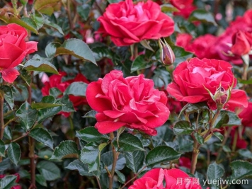 紅寶石紅月季/夏季桑格利亞月季