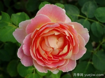 樂在陽(yáng)光月季/嬉晴/陽(yáng)光下的樂趣