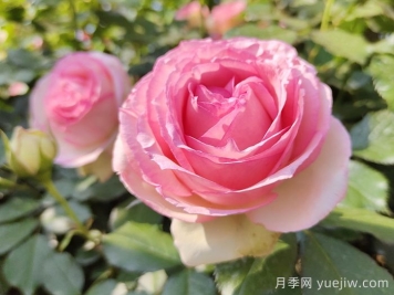 粉龍?jiān)录?粉色龍沙寶石月季