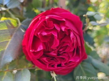 紅龍?jiān)录?紅色龍沙寶石月季