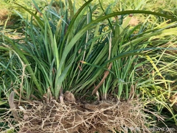 推薦11種庭院綠化常見地被植物