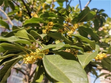 小區(qū)常見的三種綠化樹種