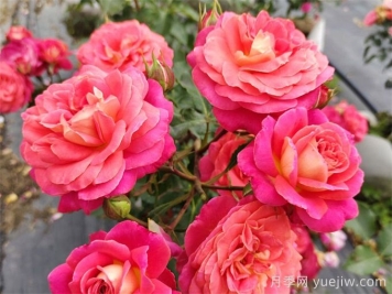 冬季常見的市政花卉品種及管護(hù)要點(diǎn)