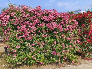 十個田園景觀設計理念，回歸美好田園庭院生活