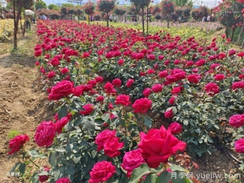 園林綠化工程為什么在春季種植月季？