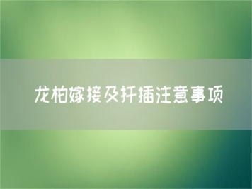 龍柏嫁接及扦插注意事項