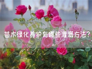 苗木綠化養(yǎng)護(hù)有哪些灌溉方法？
