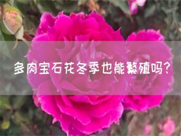 多肉寶石花冬季也能繁殖嗎？